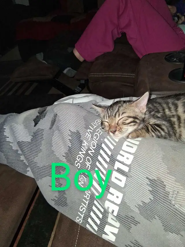 Bengal kittens - Photo 8