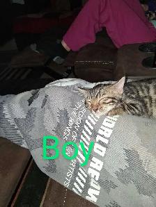 Bengal kittens - Photo 8