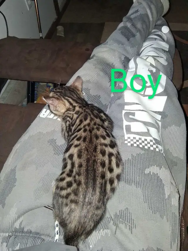 Bengal kittens - Photo 9