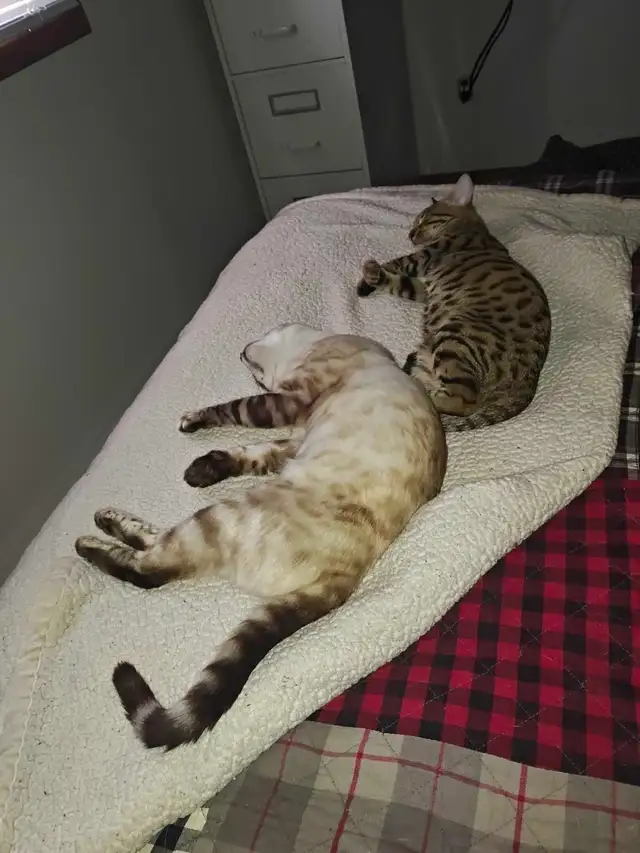 Bengal kittens - Photo 10