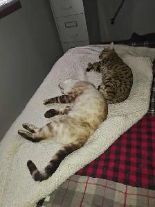 Bengal kittens - Photo 10