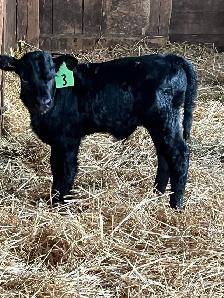 bottle calf