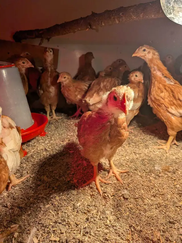 Chicken layers - Photo 2