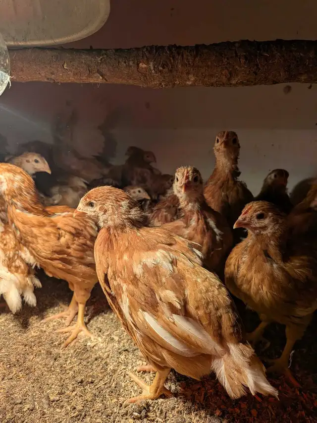 Chicken layers - Photo 3