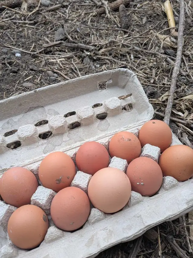 Chicken layers - Photo 4