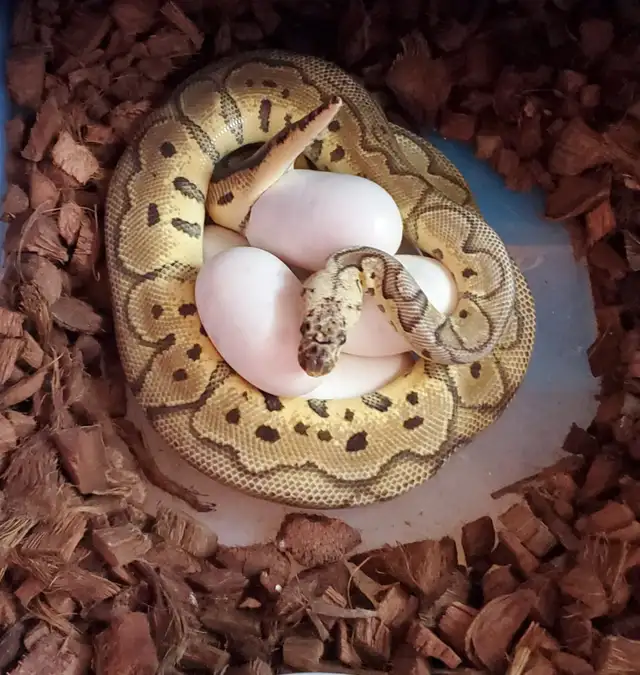 Clown Ball Pythons - Photo 2