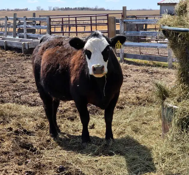 Bred Heifer for sale. - Photo 2