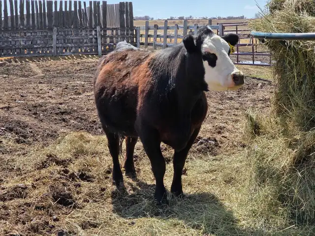 Bred Heifer for sale. - Photo 3