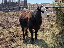 Bred Heifer for sale. - Photo 3