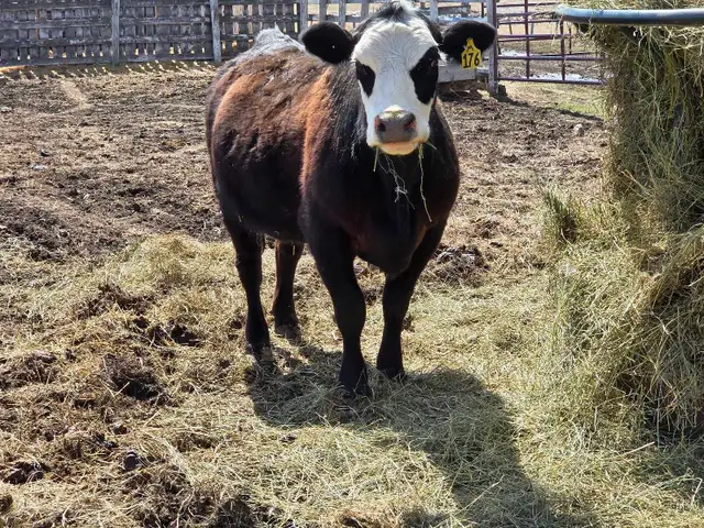 Bred Heifer for sale. - Photo 4