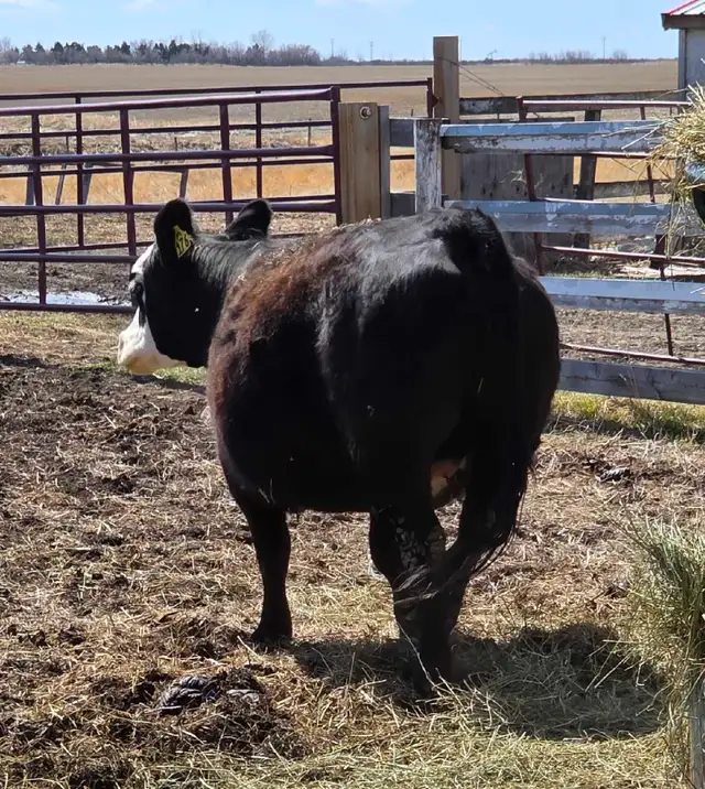 Bred Heifer for sale. - Photo 5