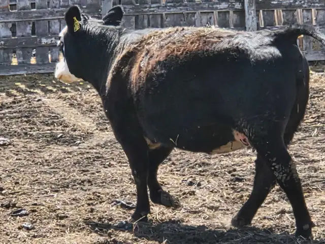 Bred Heifer for sale. - Photo 6