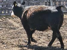 Bred Heifer for sale. - Photo 6
