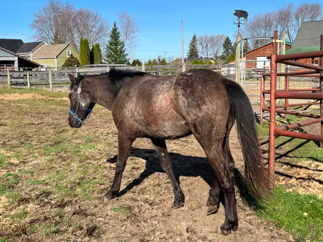 Poulain apaloosa - Photo 2