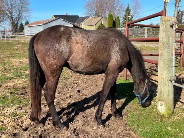 Poulain apaloosa - Photo 3