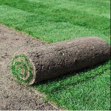 Sod installation