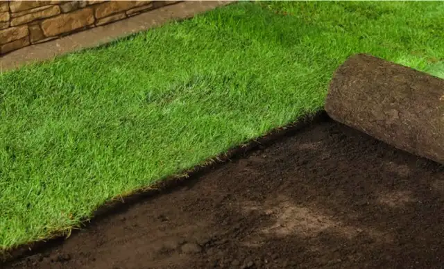 Sod installation - Photo 2