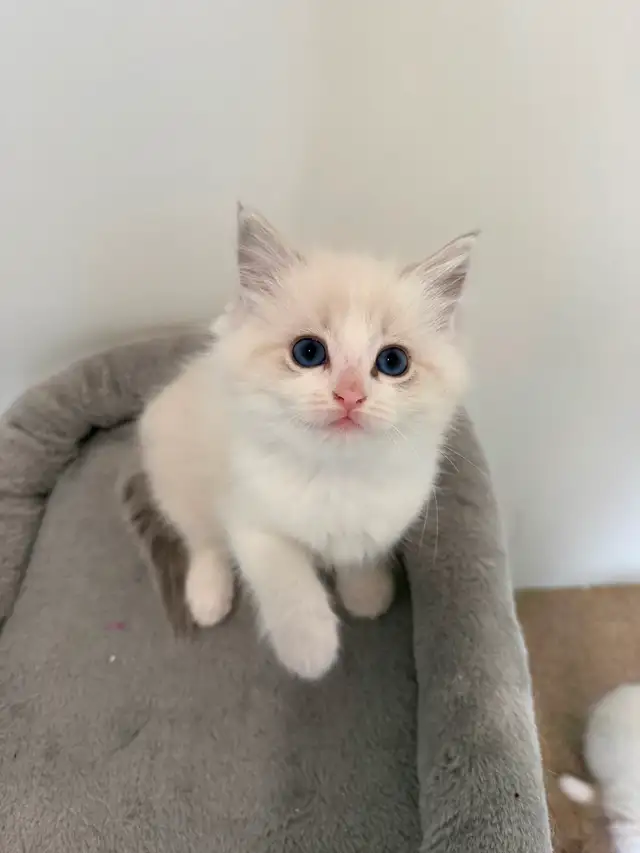 Ragdoll kitten for rehoming