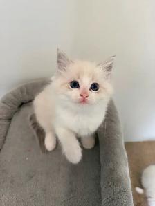 Ragdoll kitten for rehoming