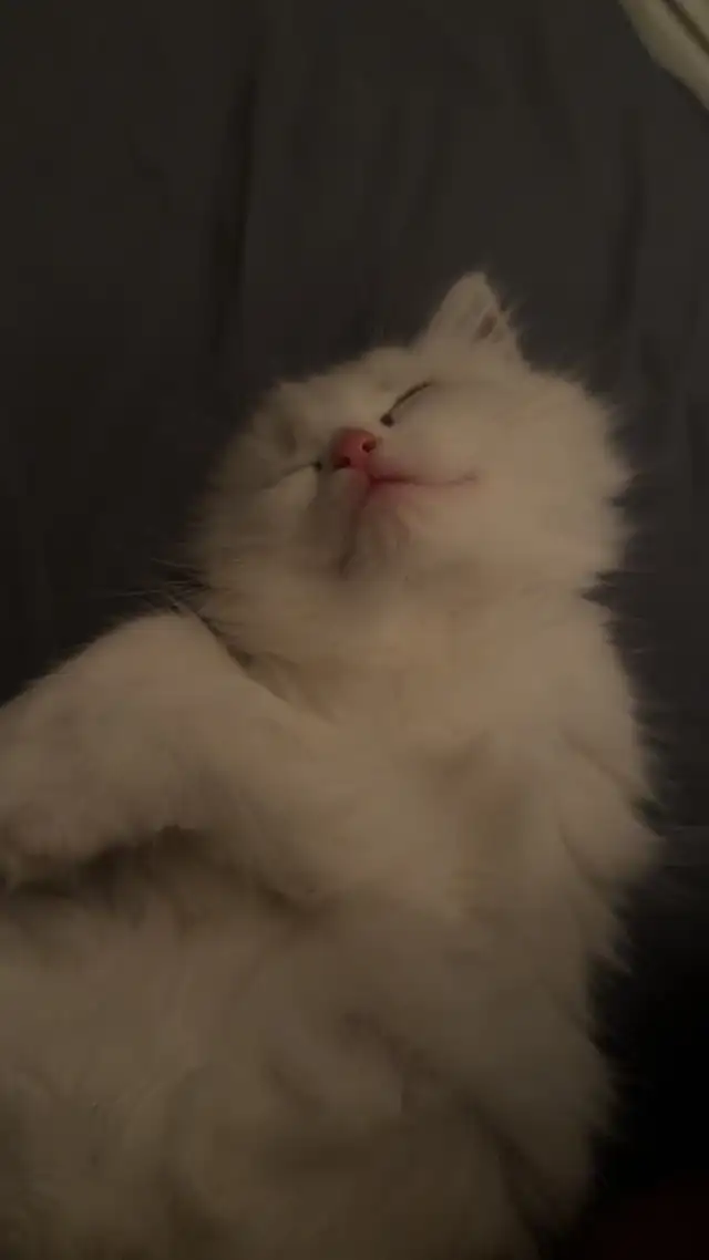 Ragdoll kitten for rehoming - Photo 2