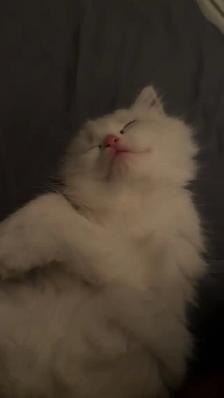Ragdoll kitten for rehoming - Photo 2