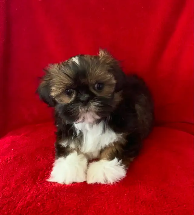SHIH TZU PUPPIES FOR SALE