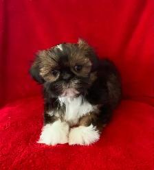 SHIH TZU PUPPIES FOR SALE