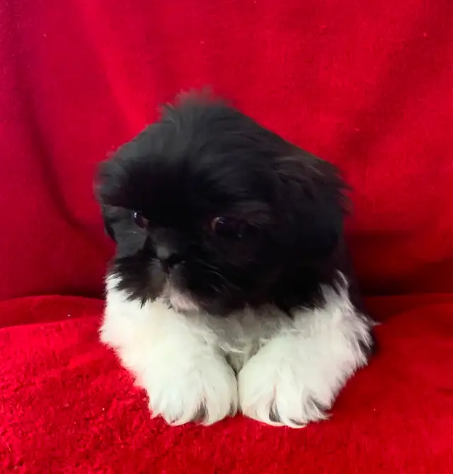 SHIH TZU PUPPIES FOR SALE - Photo 2