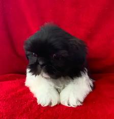 SHIH TZU PUPPIES FOR SALE - Photo 2