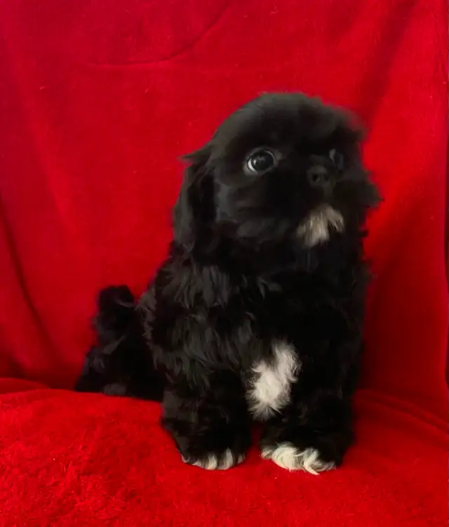 SHIH TZU PUPPIES FOR SALE - Photo 3