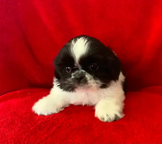 SHIH TZU PUPPIES FOR SALE - Photo 4