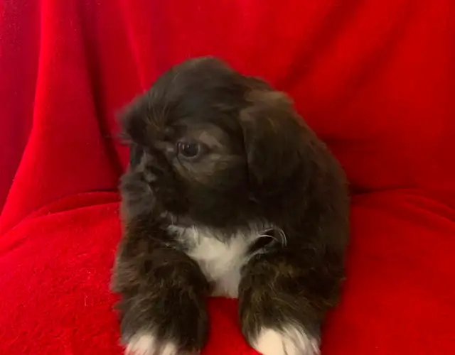 SHIH TZU PUPPIES FOR SALE - Photo 5