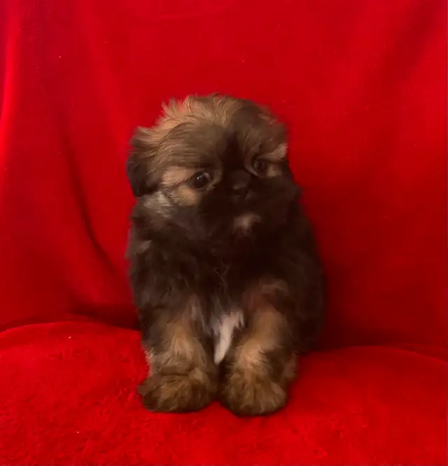 SHIH TZU PUPPIES FOR SALE - Photo 6
