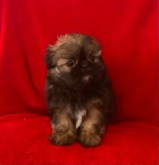SHIH TZU PUPPIES FOR SALE - Photo 6