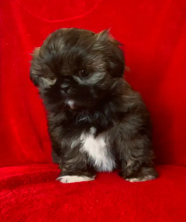 SHIH TZU PUPPIES FOR SALE - Photo 7