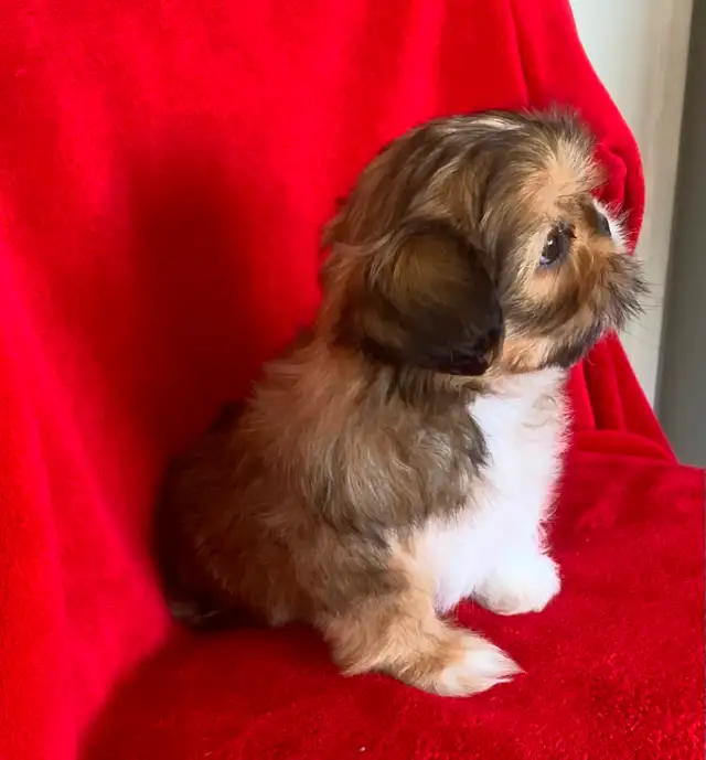 SHIH TZU PUPPIES FOR SALE - Photo 8