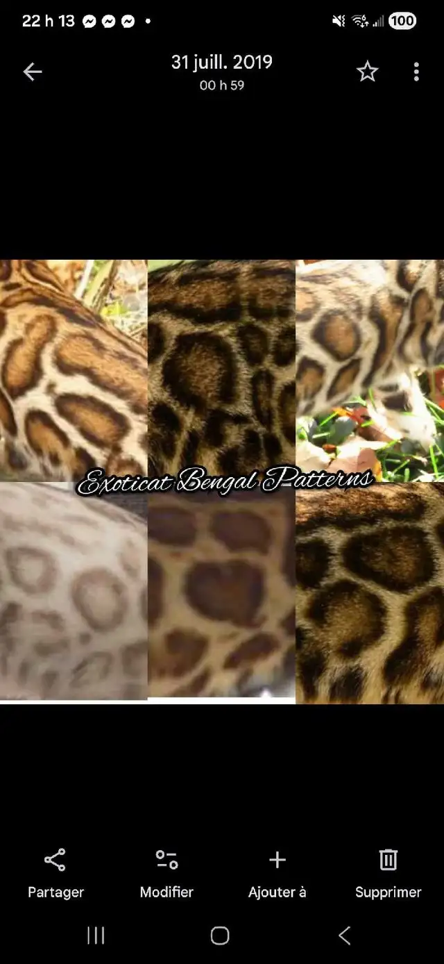 bengal kitten chaton 2 reserv dispo pure race Tica