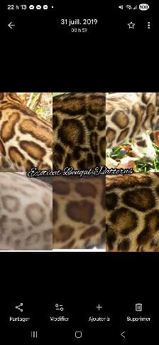 bengal kitten chaton 2 reserv dispo pure race Tica