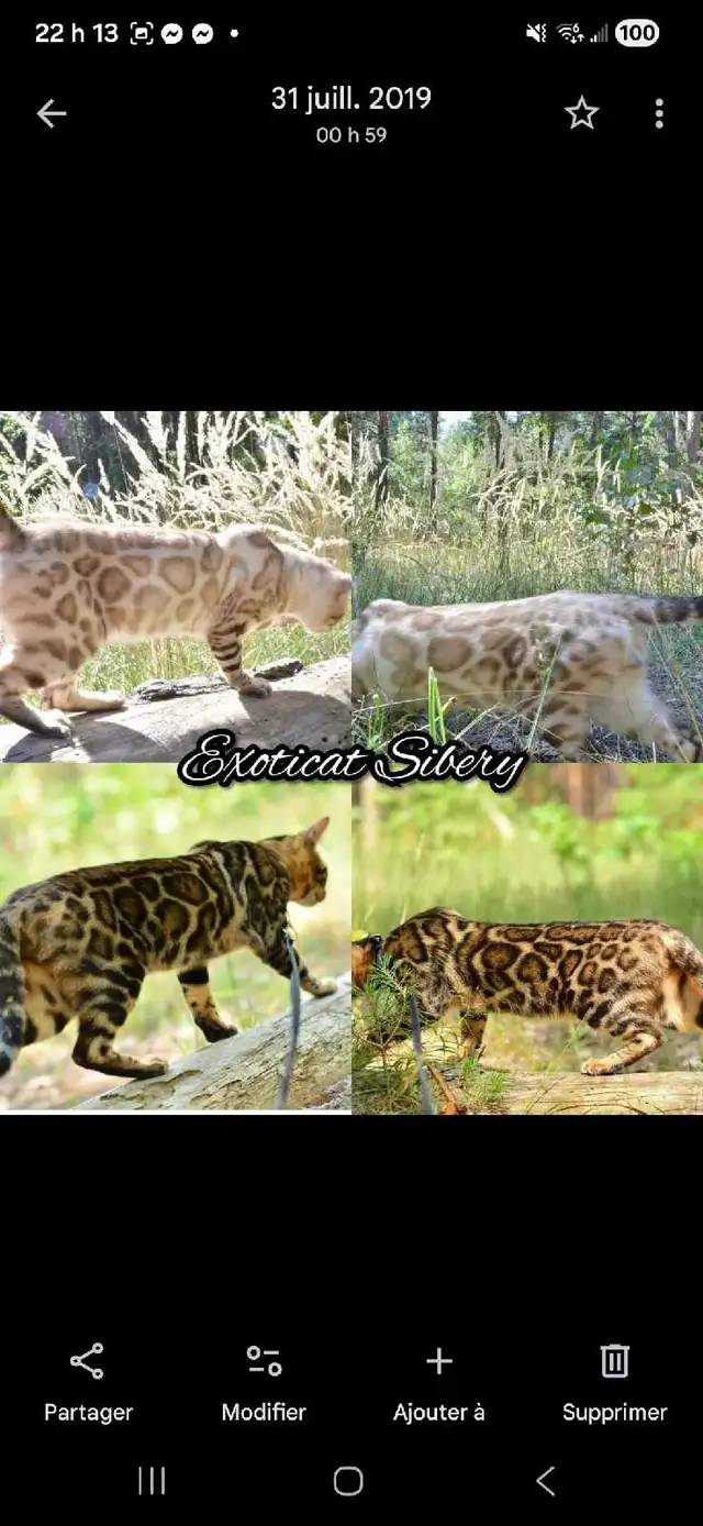 bengal kitten chaton 2 reserv dispo pure race Tica - Photo 2