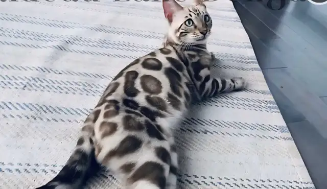 bengal kitten chaton 2 reserv dispo pure race Tica - Photo 3