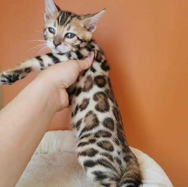 bengal kitten chaton 2 reserv dispo pure race Tica - Photo 4
