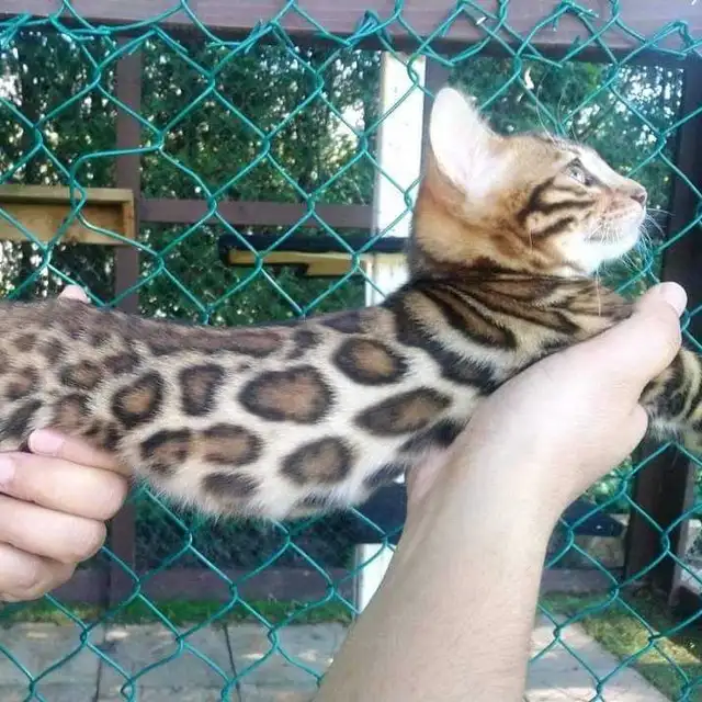 bengal kitten chaton 2 reserv dispo pure race Tica - Photo 5