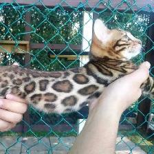 bengal kitten chaton 2 reserv dispo pure race Tica - Photo 5