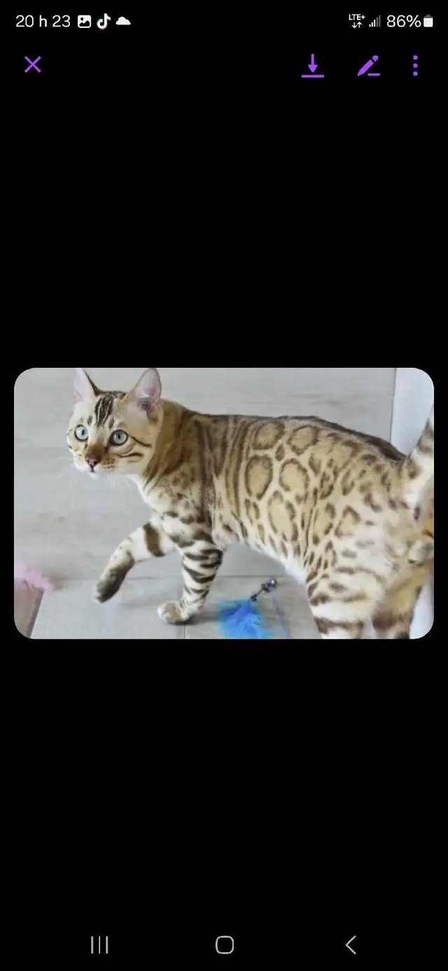 bengal kitten chaton 2 reserv dispo pure race Tica - Photo 6