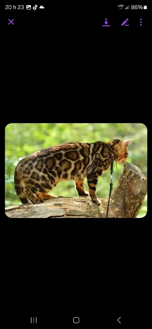 bengal kitten chaton 2 reserv dispo pure race Tica - Photo 7