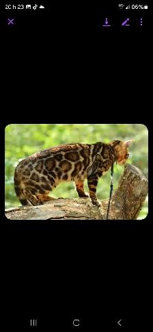 bengal kitten chaton 2 reserv dispo pure race Tica - Photo 7