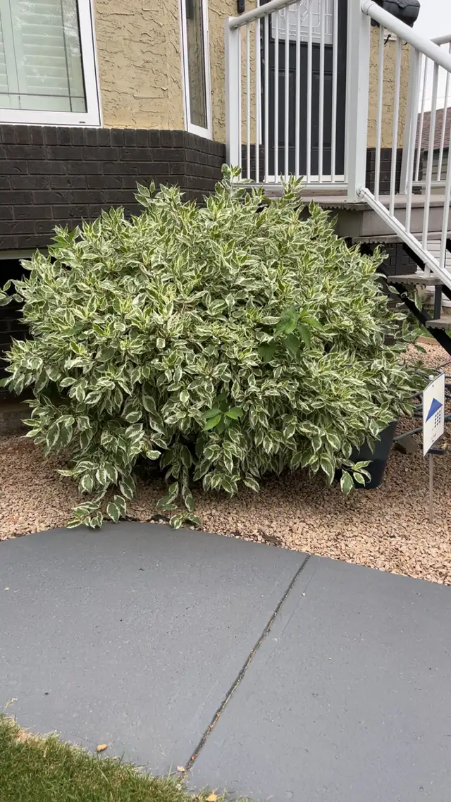 Landscape service - Photo 6