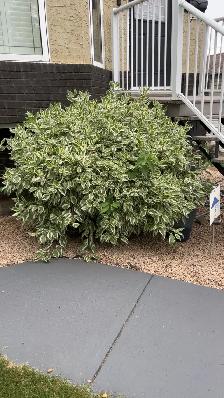 Landscape service - Photo 6