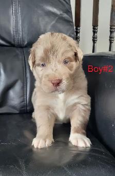 Puppies ready for adoption
