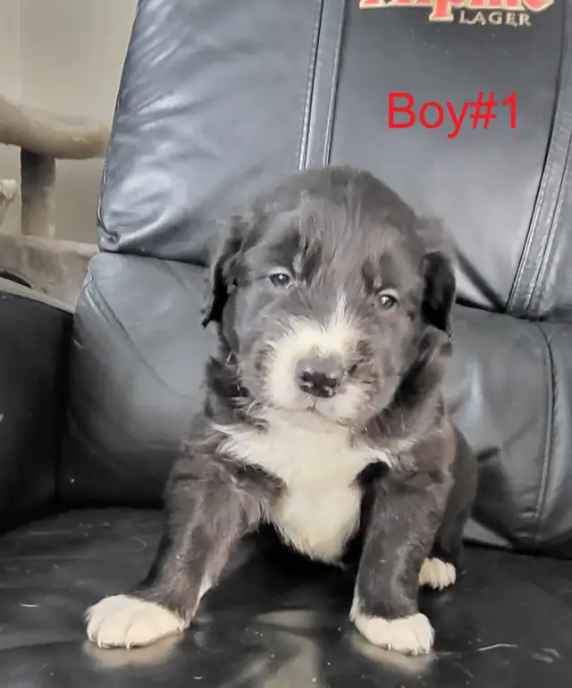 Puppies ready for adoption - Photo 3